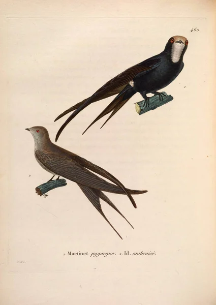 Иллюстрация Ласточек Nouveau Recueil Planches Coloriees Oiseaux 1850 — стоковое фото