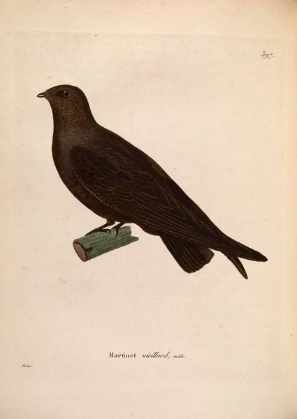 Fecskék Illusztrációja Nouveau Recueil Planches Coloriees Oiseaux 1850 Ben — Stock Fotó