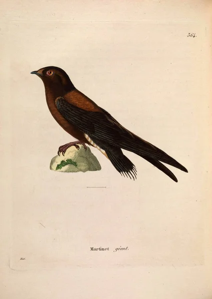 Иллюстрация Ласточек Nouveau Recueil Planches Coloriees Oiseaux 1850 — стоковое фото
