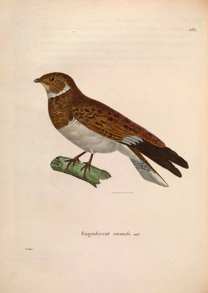 Nouveau Recueil Planches Coloriees Oiseaux 1850 — Fotografia de Stock