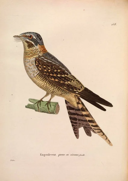 Nouveau Recueil Planches Coloriees Oiseaux 1850 — Φωτογραφία Αρχείου