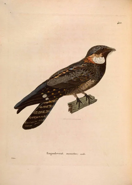 Nouveau Recueil Planches Coloriees Oiseaux 1850 — Φωτογραφία Αρχείου