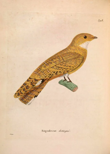 Nouveau Recueil Planches Coloriees Oiseaux 1850 — стоковое фото