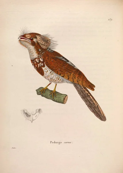 Nouveau Recueil Planches Coloriees Oiseaux 1850 — стоковое фото