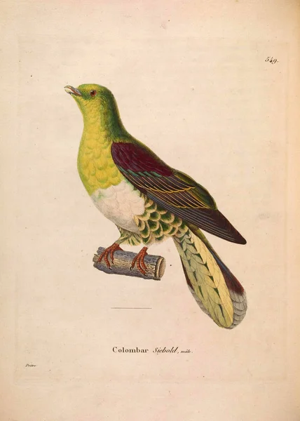 Εξωτικά Περιστέρια Nouveau Recueil Planches Coloriees Oiseaux 1850 — Φωτογραφία Αρχείου