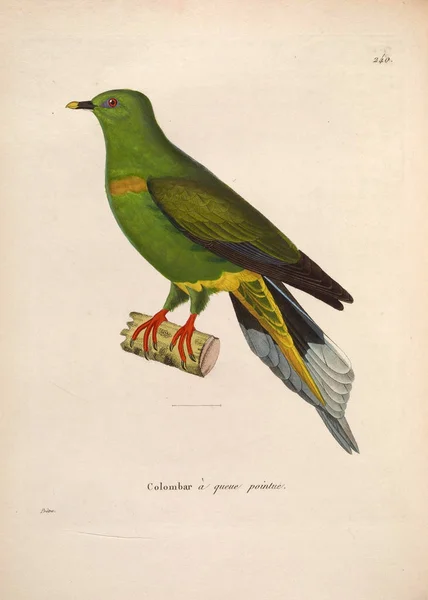 Llustration Von Exotischen Tauben Nouveau Recueil Planches Coloriees Oiseaux 1850 — Stockfoto