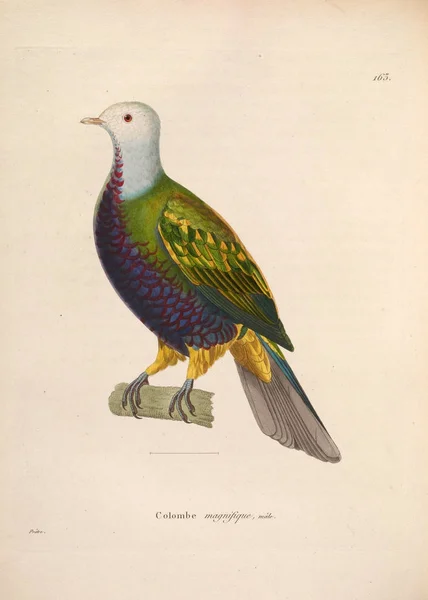 Llustration Von Exotischen Tauben Nouveau Recueil Planches Coloriees Oiseaux 1850 — Stockfoto