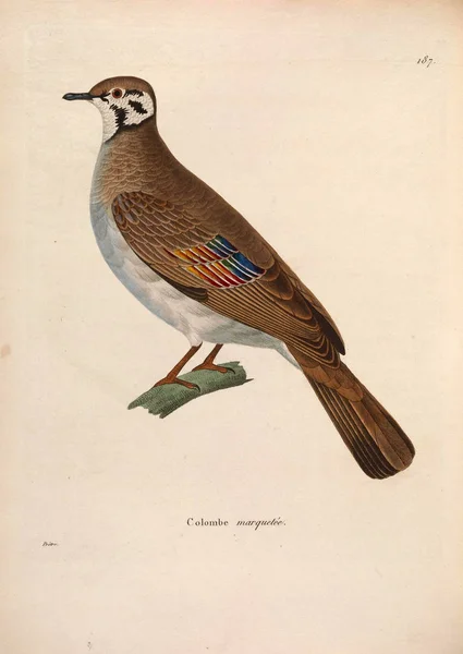 Egzotik Güvercinler Yeni Ahşap Recueil Planches Coloriees Oiseaux 1850 — Stok fotoğraf