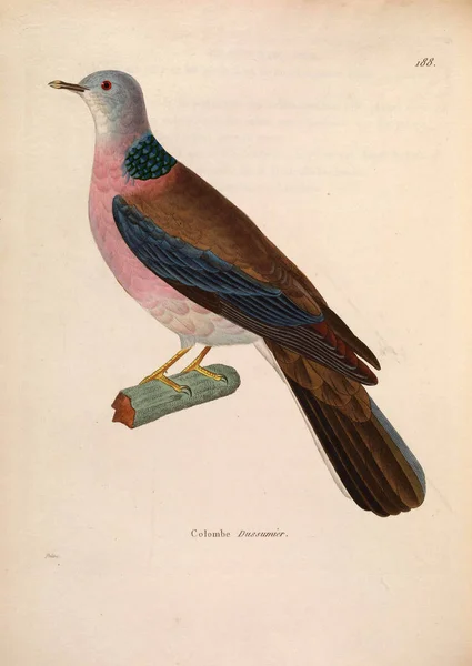 Илюстрация Экзотических Голубей Nouveau Recueil Planches Coloriees Oiseaux 1850 — стоковое фото