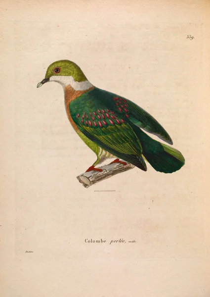 Llustration Von Exotischen Tauben Nouveau Recueil Planches Coloriees Oiseaux 1850 — Stockfoto