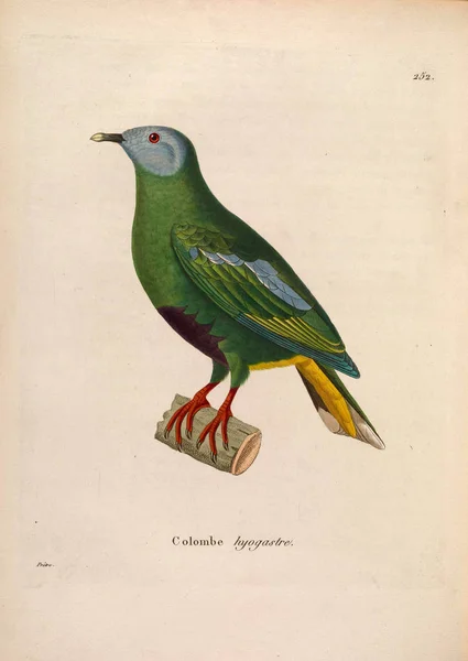 Llustration Von Exotischen Tauben Nouveau Recueil Planches Coloriees Oiseaux 1850 — Stockfoto