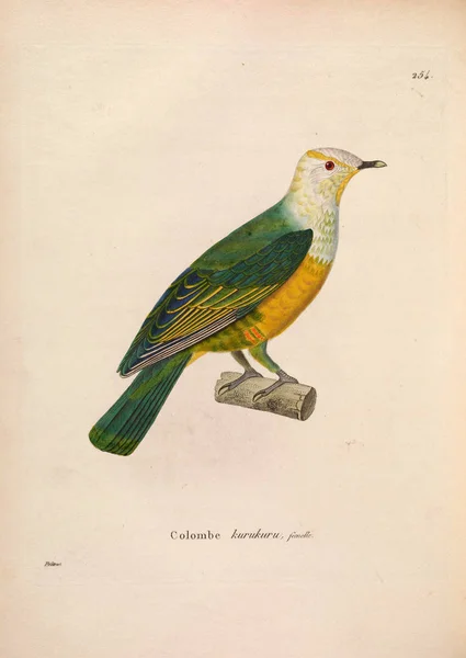 Llustration Von Exotischen Tauben Nouveau Recueil Planches Coloriees Oiseaux 1850 — Stockfoto