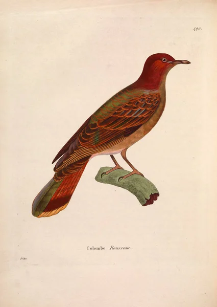 Илюстрация Экзотических Голубей Nouveau Recueil Planches Coloriees Oiseaux 1850 — стоковое фото