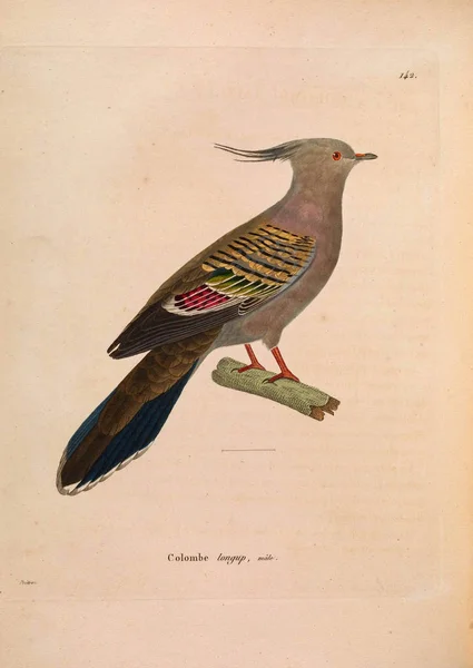 Llustratie Van Exotische Duiven Nouveau Recueil Planches Coloriees Oiseaux 1850 — Stockfoto