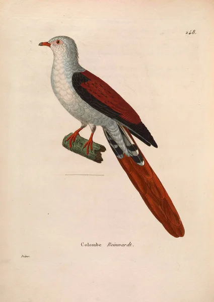 Llustration Exotiska Duvor Nouveau Recueil Planches Coloriees Oiseaux 1850 — Stockfoto