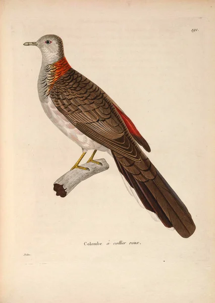 Llustration Exotic Pigeons Nouveau Recueil Planches Coloriees Oiseaux 1850 — Stock Photo, Image