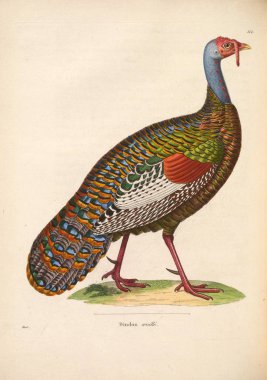 Vahşi hindi. Yeni ahşap recueil de planches coloriees d 'oiseaux 1850