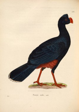 Mitu mitu. Yeni ahşap recueil de planches coloriees d 'oiseaux 1850