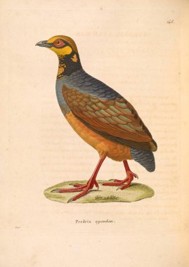  Kuş sülünleri. Yeni ahşap recueil de planches coloriees d 'oiseaux 1850
