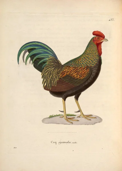 Ilustração Galo Nouveau Recueil Planches Coloriees Oiseaux 1850 — Fotografia de Stock