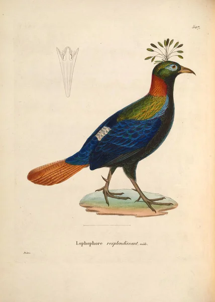 Nouveau Recueil Planches Coloriees Oiseaux 1850 — Φωτογραφία Αρχείου