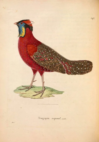 Satir Tragopan Yeni Ahşap Recueil Planches Coloriees Oiseaux 1850 — Stok fotoğraf