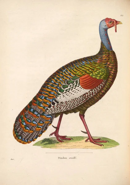 Dziki Indyk Secesyjny Recueil Planches Coloriees Oiseaux 1850 — Zdjęcie stockowe