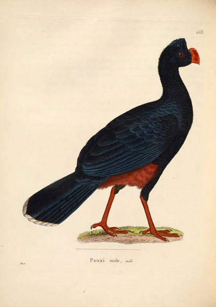 Mitu Mitu Secesyjny Recueil Planches Coloriees Oiseaux 1850 — Zdjęcie stockowe