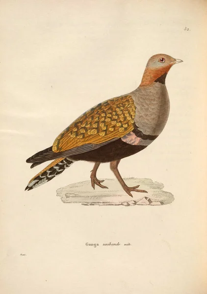 Птичий Куропат Nouveau Recueil Planches Coloriees Oiseaux 1850 — стоковое фото