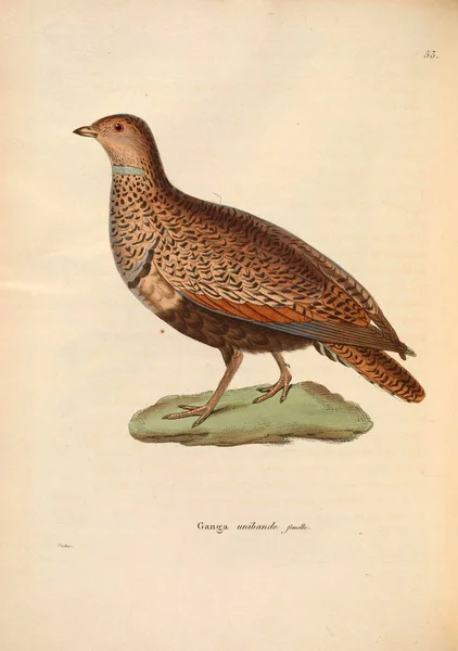 Vogelhoenders Nouveau Recueil Planches Coloriees Oiseaux 1850 — Stockfoto