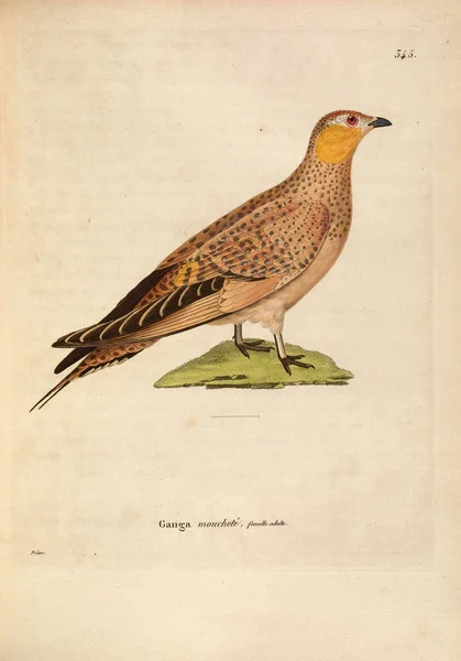 Vogelhoenders Nouveau Recueil Planches Coloriees Oiseaux 1850 — Stockfoto