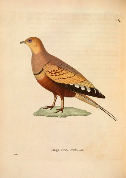 Птичий Куропат Nouveau Recueil Planches Coloriees Oiseaux 1850 — стоковое фото