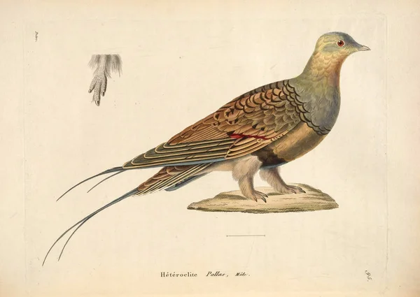 Песочный Куропат Палласа Nouveau Recueil Planches Coloriees Oiseaux 1850 — стоковое фото