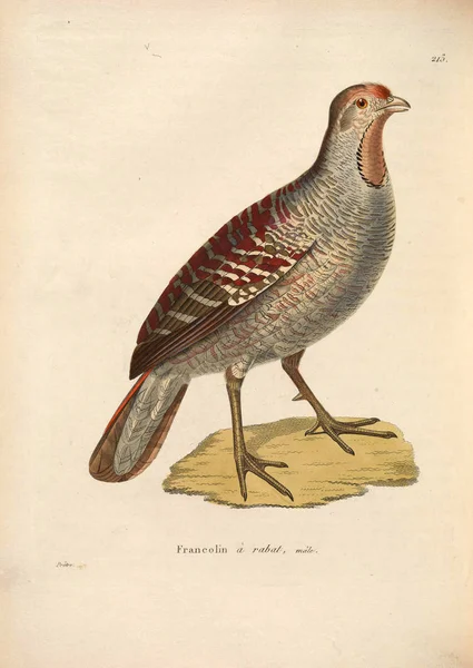 Φασιανοί Πουλιών Nouveau Recueil Planches Coloriees Oiseaux 1850 — Φωτογραφία Αρχείου