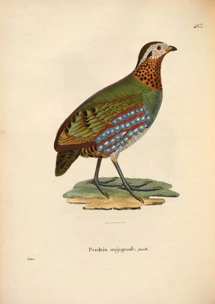 Птицы Фазаны Nouveau Recueil Planches Coloriees Oiseaux 1850 — стоковое фото