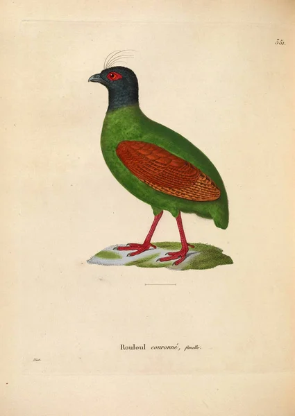 Madárfácán Nouveau Recueil Planches Coloriees Oiseaux 1850 Ben — Stock Fotó