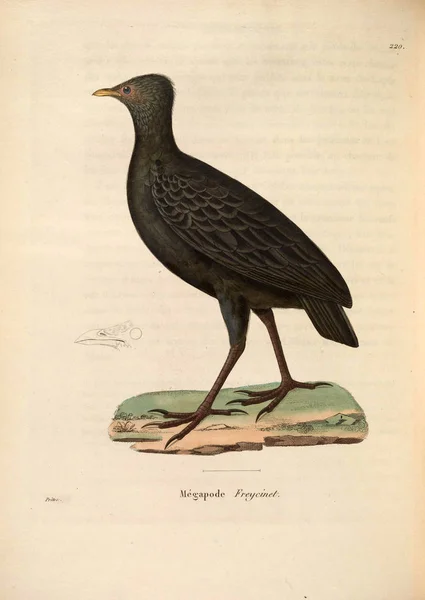 Птицы Фазаны Nouveau Recueil Planches Coloriees Oiseaux 1850 — стоковое фото