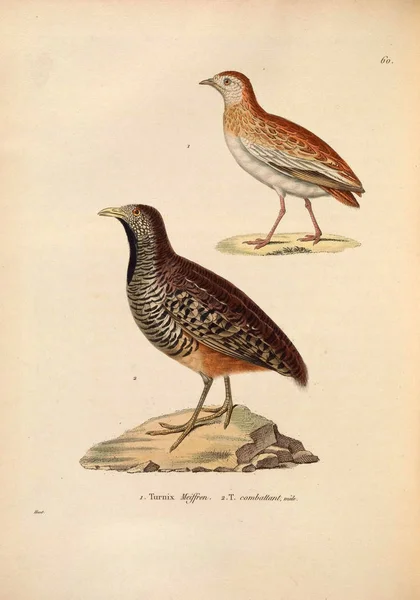 Птахи Фазани Новелоу Релей Планшети Кольори Oiseaux 1850 — стокове фото