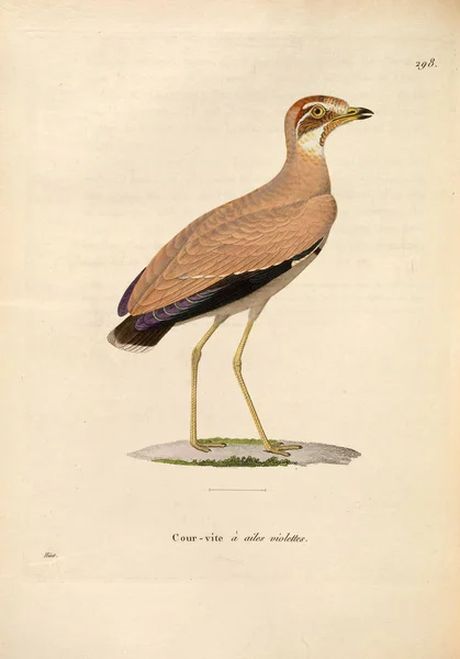 Illustratie Van Vogel Nouveau Recueil Planches Coloriees Oiseaux 1850 — Stockfoto