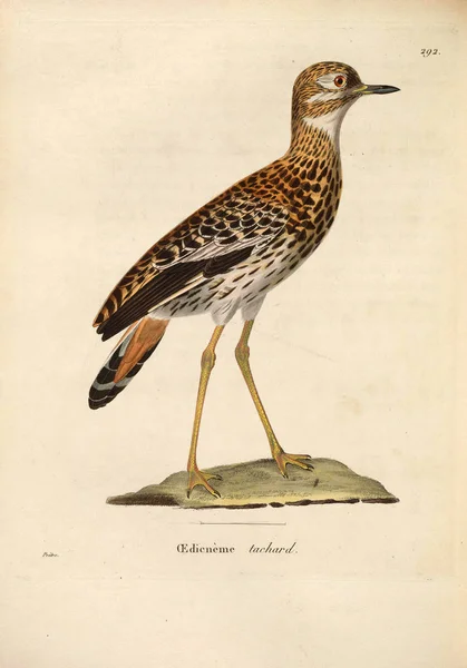 鳥のイラスト ヌーボーレキュイユ プランシュ Coloriees Oisaux 1850 — ストック写真