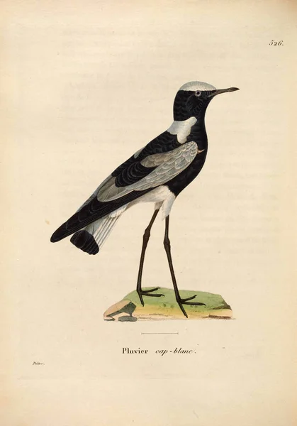 Illustratie Van Vogel Nouveau Recueil Planches Coloriees Oiseaux 1850 — Stockfoto