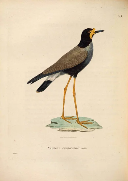 Illustration Des Vogels Nouveau Recueil Planches Coloriees Oiseaux 1850 — Stockfoto