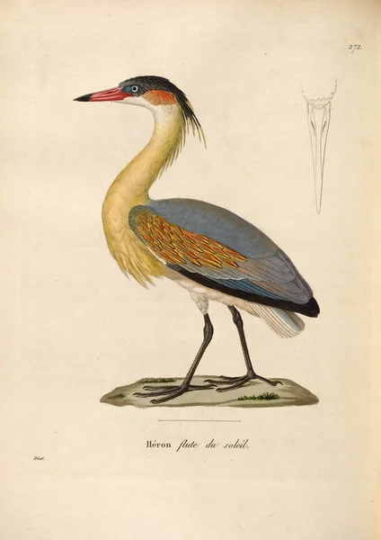 Illustratie Van Vogel Nouveau Recueil Planches Coloriees Oiseaux 1850 — Stockfoto