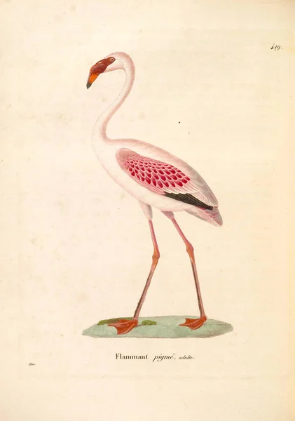 Illustrazione Uccello Nouveau Recueil Planches Coloriees Oiseaux 1850 — Foto Stock