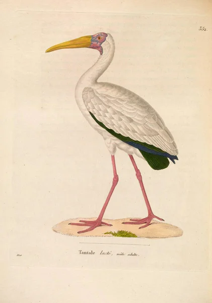 Ilustração Pássaro Nouveau Recueil Planches Coloriees Oiseaux 1850 — Fotografia de Stock