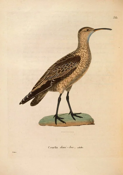 Illustratie Van Vogel Nouveau Recueil Planches Coloriees Oiseaux 1850 — Stockfoto