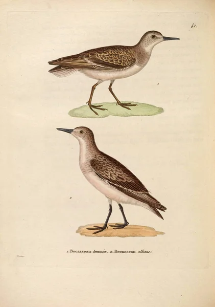 Illustratie Van Vogel Nouveau Recueil Planches Coloriees Oiseaux 1850 — Stockfoto