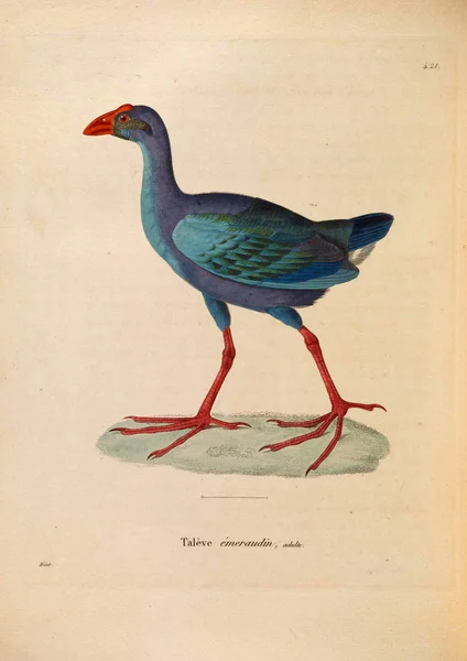 Ilustracja Ptaka Secesyjny Recueil Planches Coloriees Oiseaux 1850 — Zdjęcie stockowe
