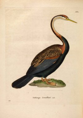 Kuş tasviri. Yeni ahşap recueil de planches coloriees d 'oiseaux 1850
