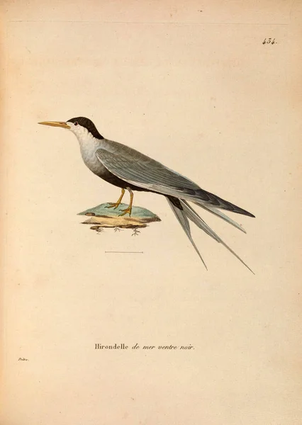 Watervogels Vogel Nouveau Recueil Planches Coloriees Oiseaux 1850 — Stockfoto